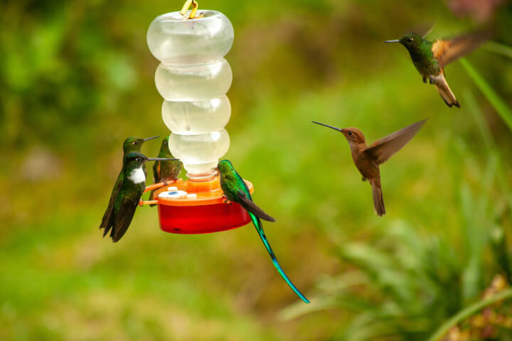 "Atraindo pássaros" "Atraindo pássaros"